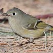 Ruby-crowned Kinglet